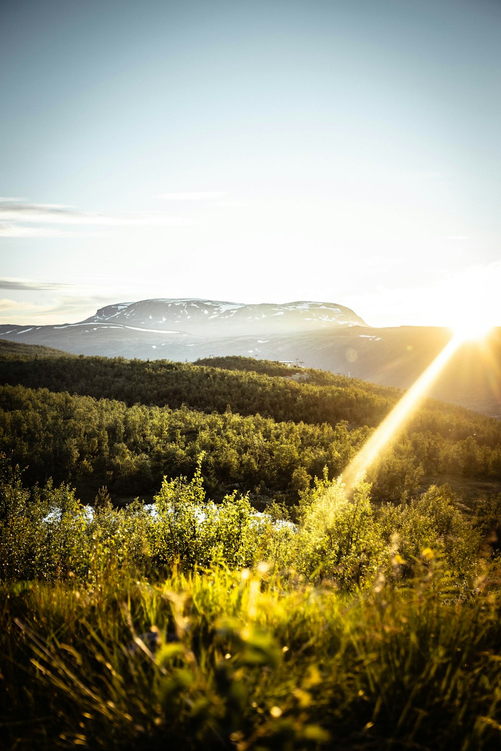 green trees on mountain during daytime