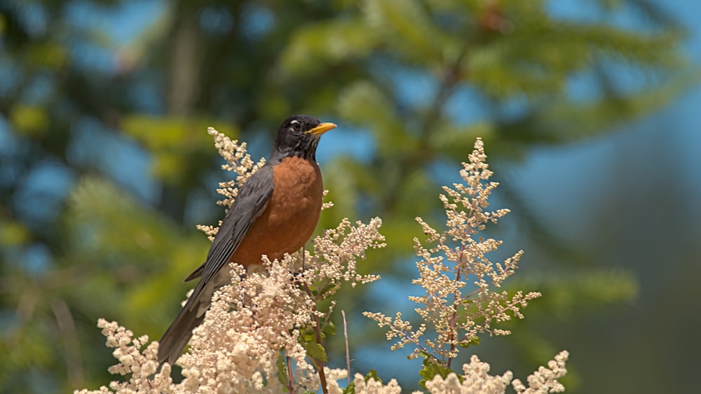 brown and black bird on tree