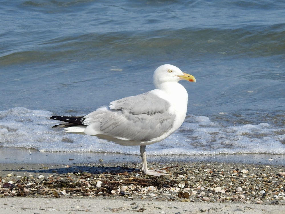 white gull on shore during daytime