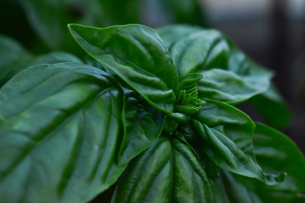 green leaf plant in close up photography