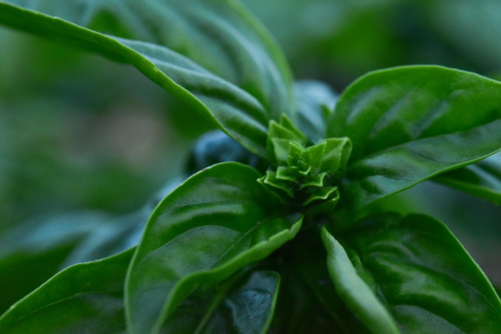 green plant in close up photography