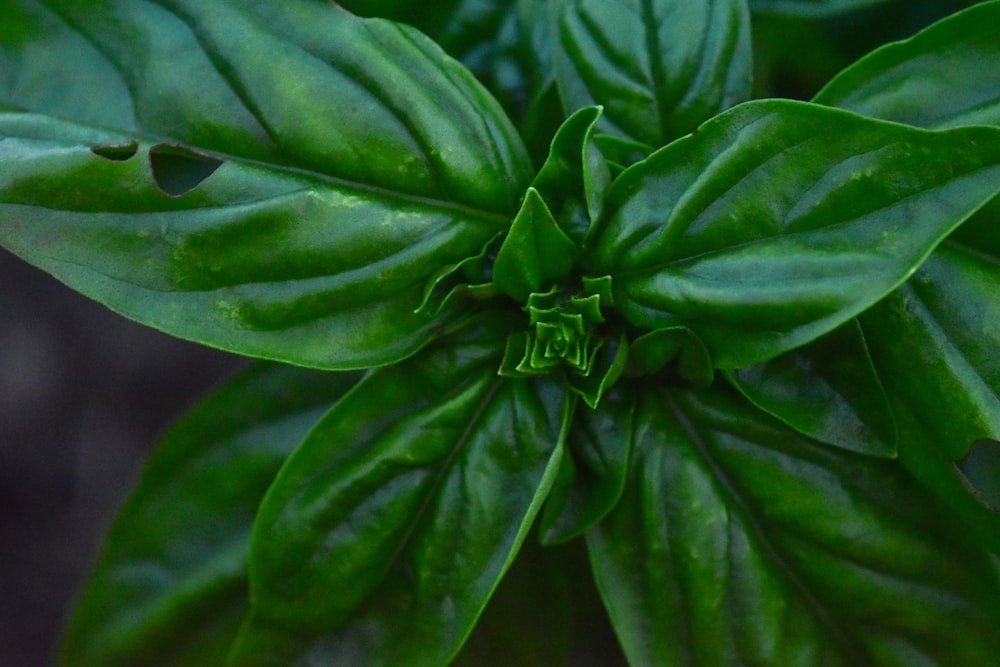 green plant in close up photography