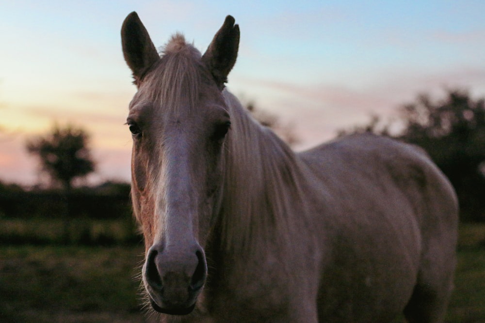 brown horse on green grass field during daytime