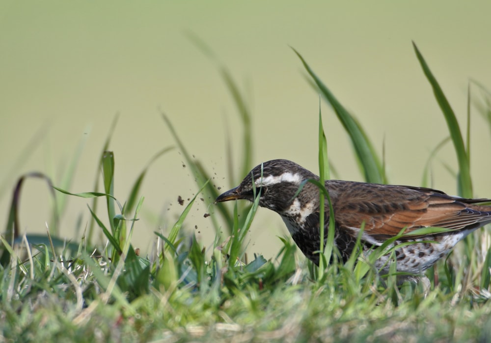 pássaro marrom e preto na grama verde durante o dia