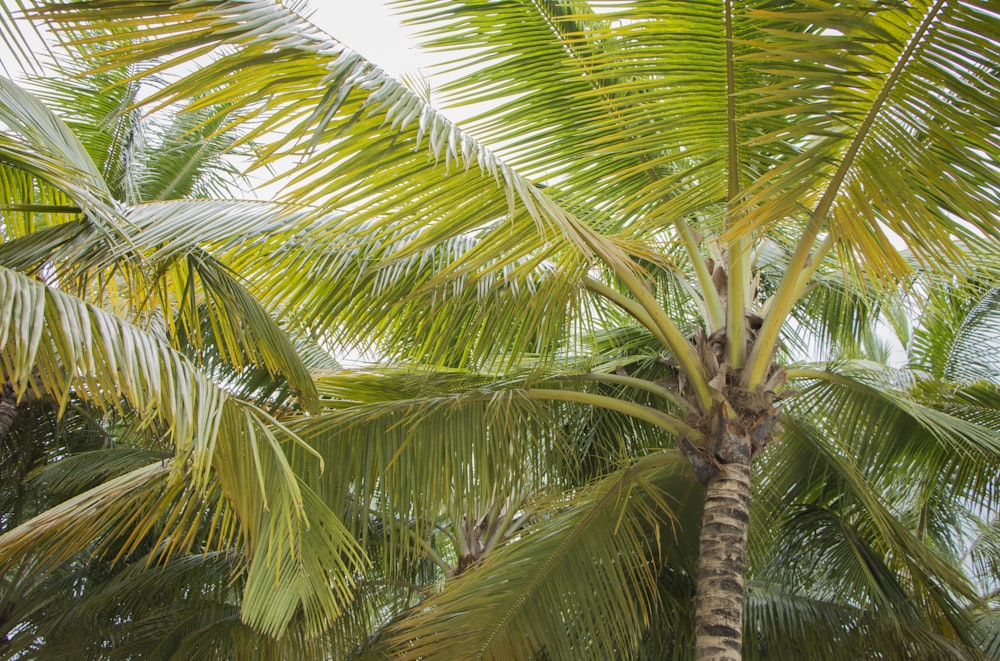 green palm tree during daytime