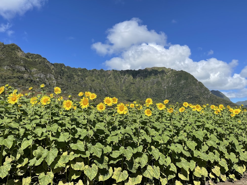 campo de flores amarelas perto da montanha sob o céu azul durante o dia