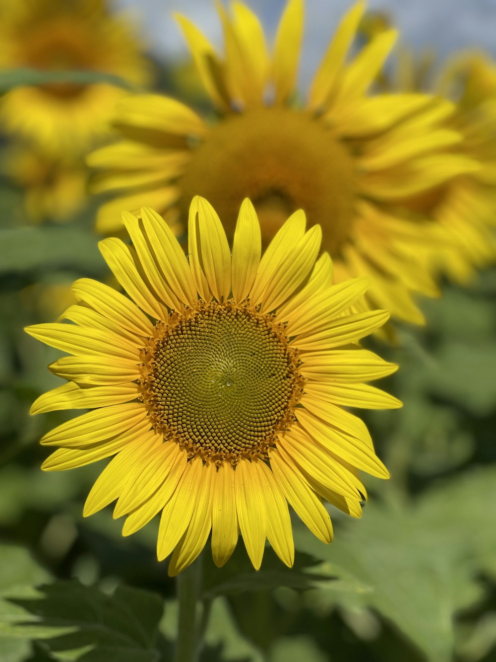 yellow sunflower in close up photography