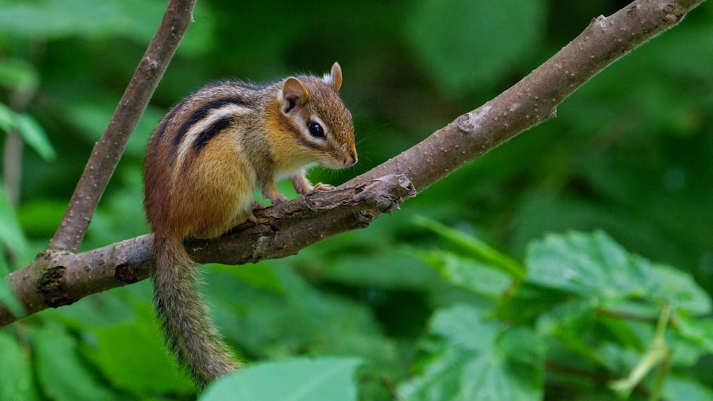 Braunes und schwarzes Eichhörnchen tagsüber auf braunem Ast