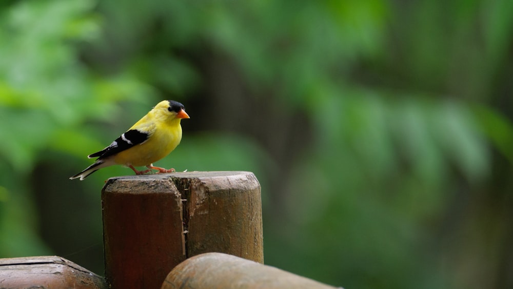pássaro amarelo e preto na cerca de madeira marrom durante o dia