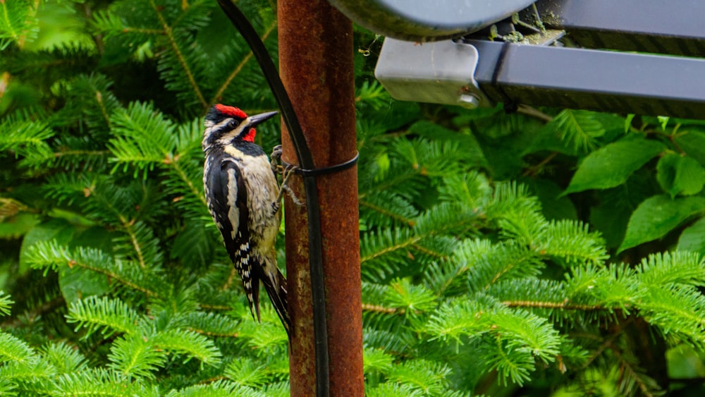 weißer schwarz-gelber Vogel auf braunem Holzstab