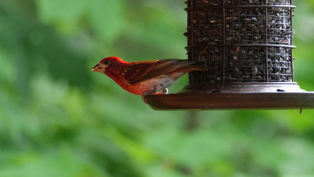 茶色の鳥の餌箱に赤と茶色の鳥