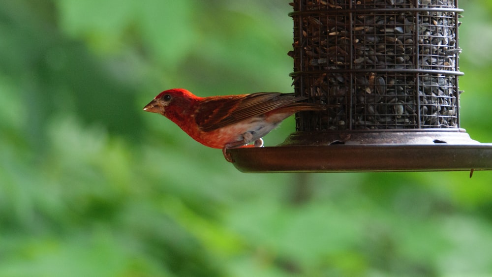 pájaro rojo y marrón en comedero para pájaros marrón