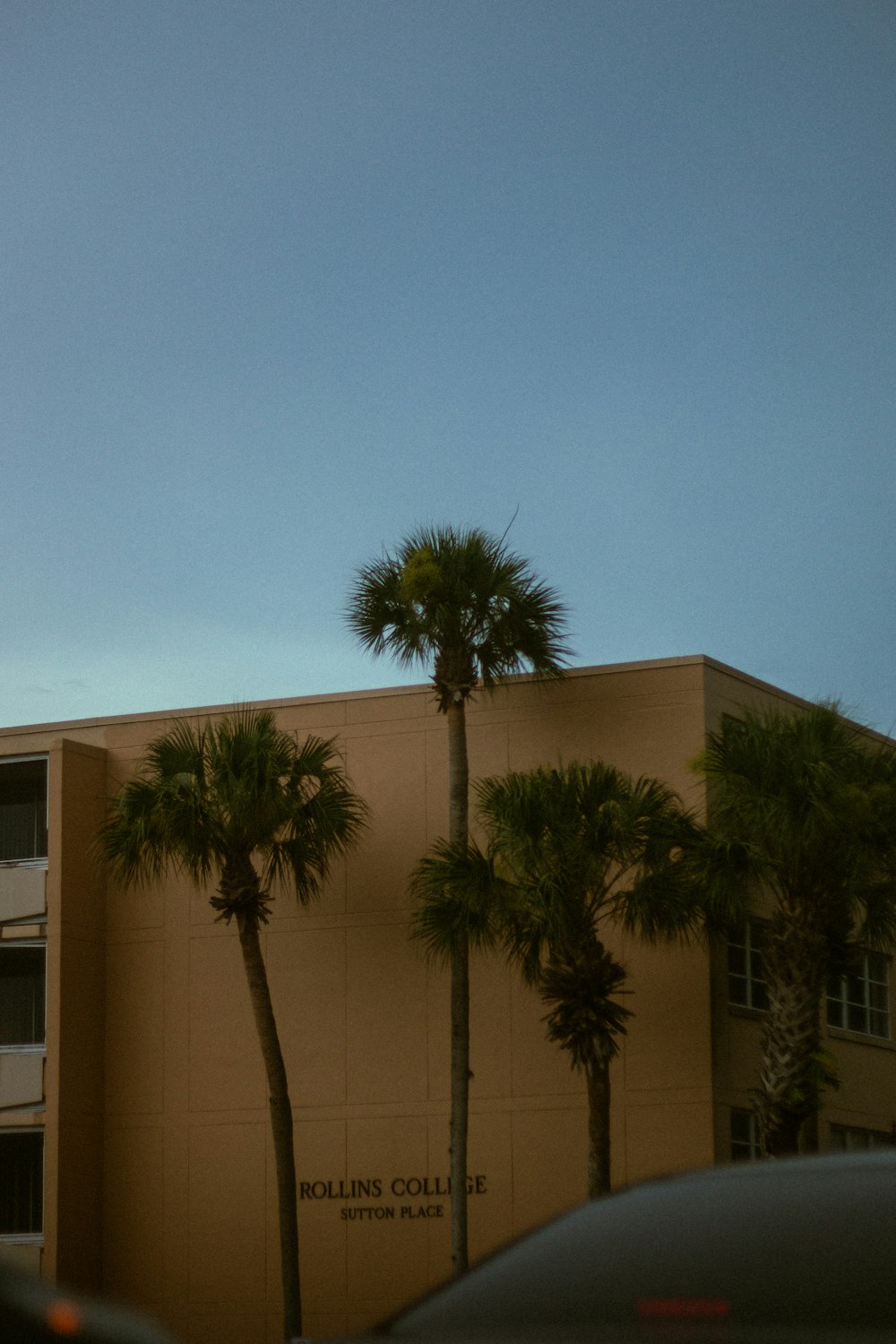 palm tree near white building