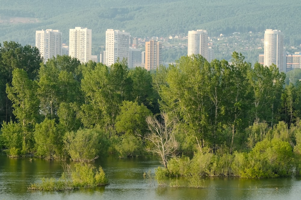 green trees near body of water during daytime