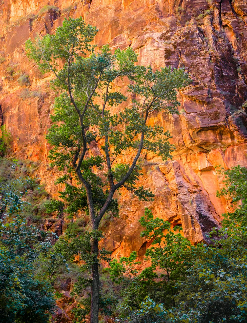 green trees on brown rock mountain during daytime