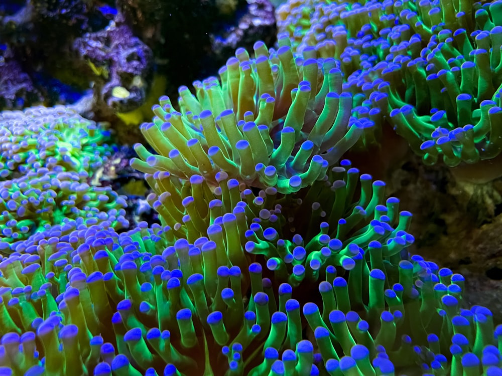 green and yellow coral reef