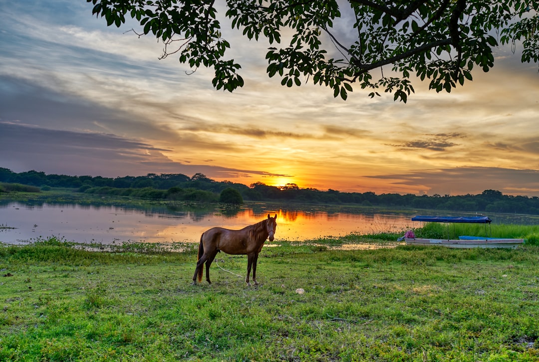 brown horse on green grass field during sunset