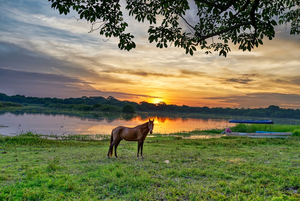 夕暮れ時の緑の芝生の上の茶色の馬