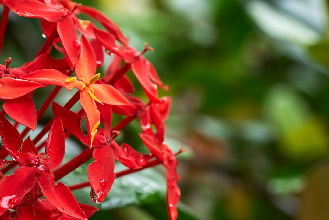 red flower on green stem