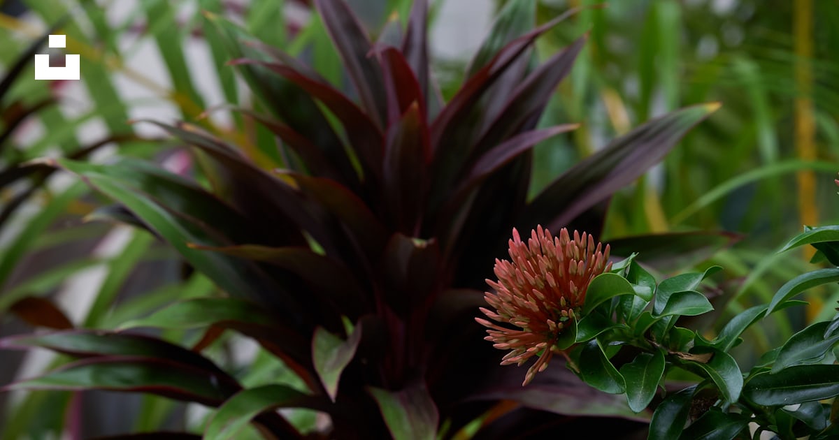 Plante rouge et verte en gros plan photo – Photo Catazajá Gratuite sur ...