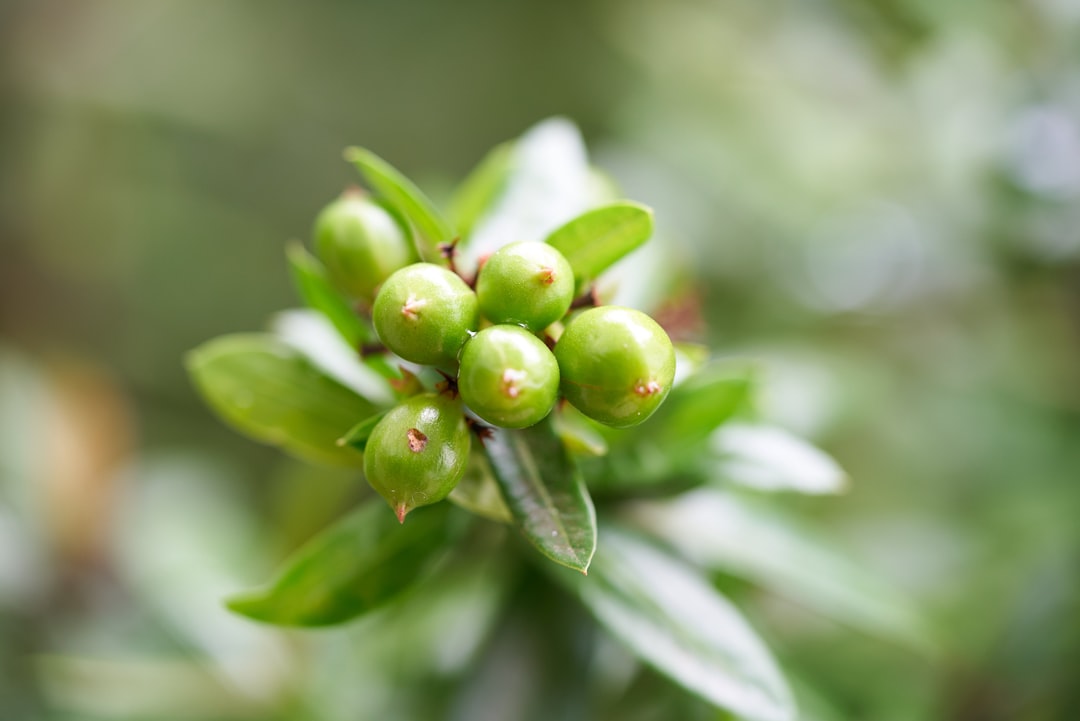 green plant with water droplets