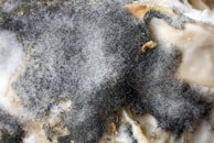 Technician explaining mold test results to a homeowner in a cozy living room.