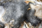 A close-up of mold growth with a fuzzy texture, exhibiting different shades of gray ranging from dark to light. Some beige or brownish patches are also visible, along with sporadic white areas.
