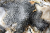 A close-up of mold growth with a fuzzy texture, exhibiting different shades of gray ranging from dark to light. Some beige or brownish patches are also visible, along with sporadic white areas.