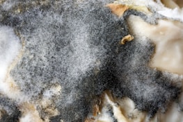A close-up of mold growth with a fuzzy texture, exhibiting different shades of gray ranging from dark to light. Some beige or brownish patches are also visible, along with sporadic white areas.