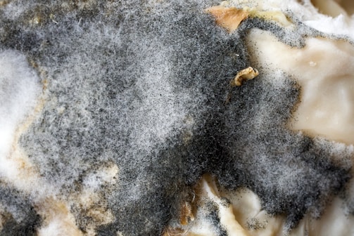 A close-up of mold growth with a fuzzy texture, exhibiting different shades of gray ranging from dark to light. Some beige or brownish patches are also visible, along with sporadic white areas.