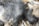 A close-up of mold growth with a fuzzy texture, exhibiting different shades of gray ranging from dark to light. Some beige or brownish patches are also visible, along with sporadic white areas.