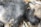 A close-up of mold growth with a fuzzy texture, exhibiting different shades of gray ranging from dark to light. Some beige or brownish patches are also visible, along with sporadic white areas.