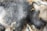 A close-up of mold growth with a fuzzy texture, exhibiting different shades of gray ranging from dark to light. Some beige or brownish patches are also visible, along with sporadic white areas.