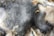 A close-up of mold growth with a fuzzy texture, exhibiting different shades of gray ranging from dark to light. Some beige or brownish patches are also visible, along with sporadic white areas.