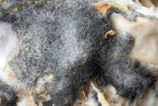 A close-up of mold growth with a fuzzy texture, exhibiting different shades of gray ranging from dark to light. Some beige or brownish patches are also visible, along with sporadic white areas.