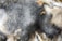 A close-up of mold growth with a fuzzy texture, exhibiting different shades of gray ranging from dark to light. Some beige or brownish patches are also visible, along with sporadic white areas.