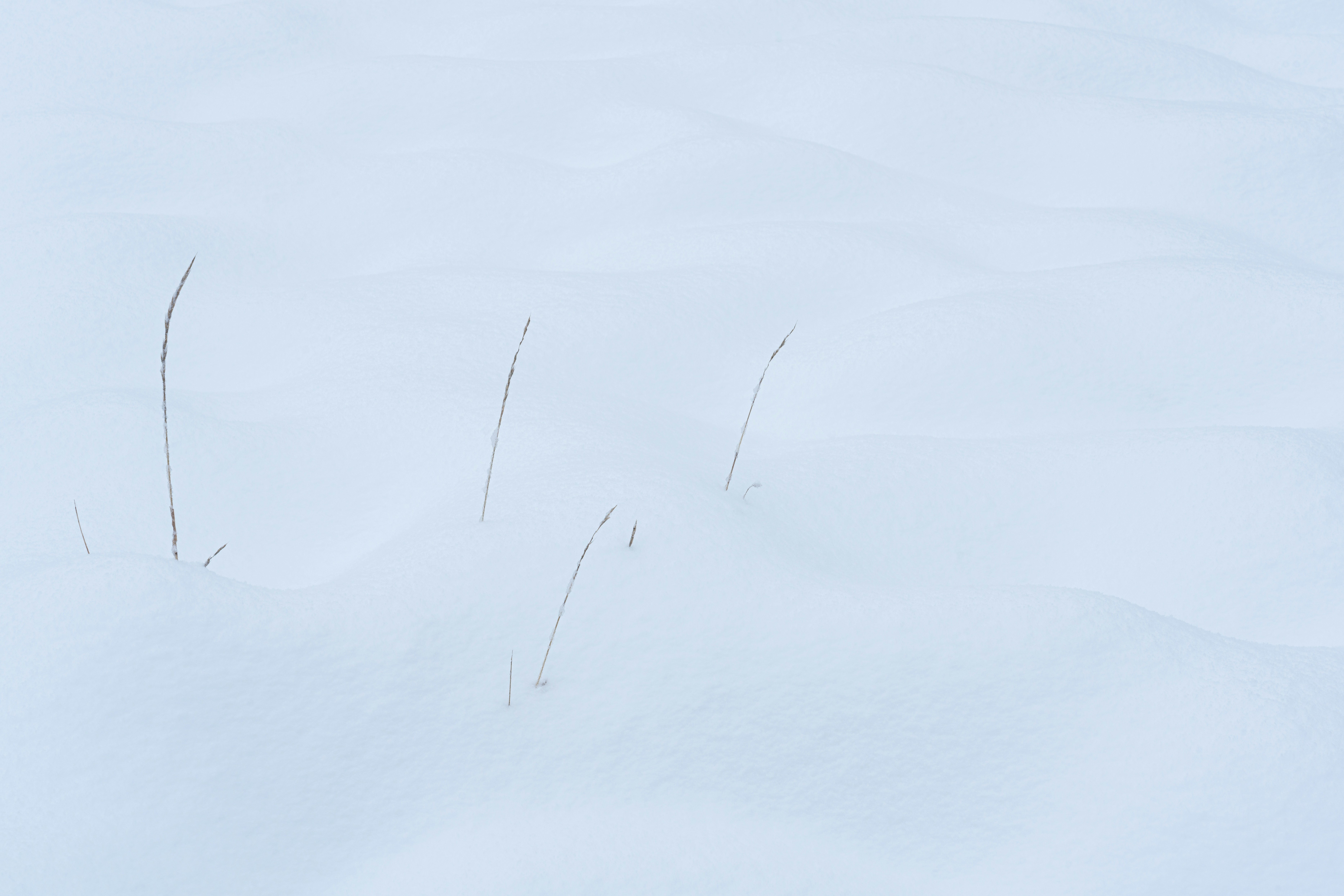 white snow on white background