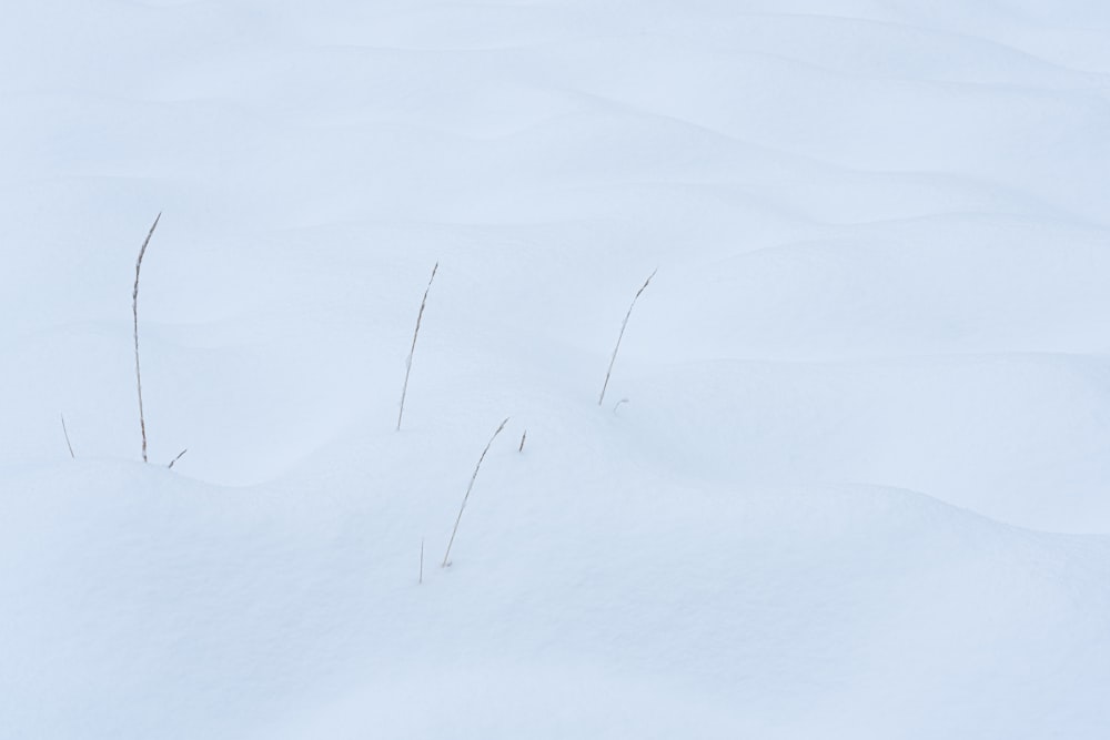 white snow on white background