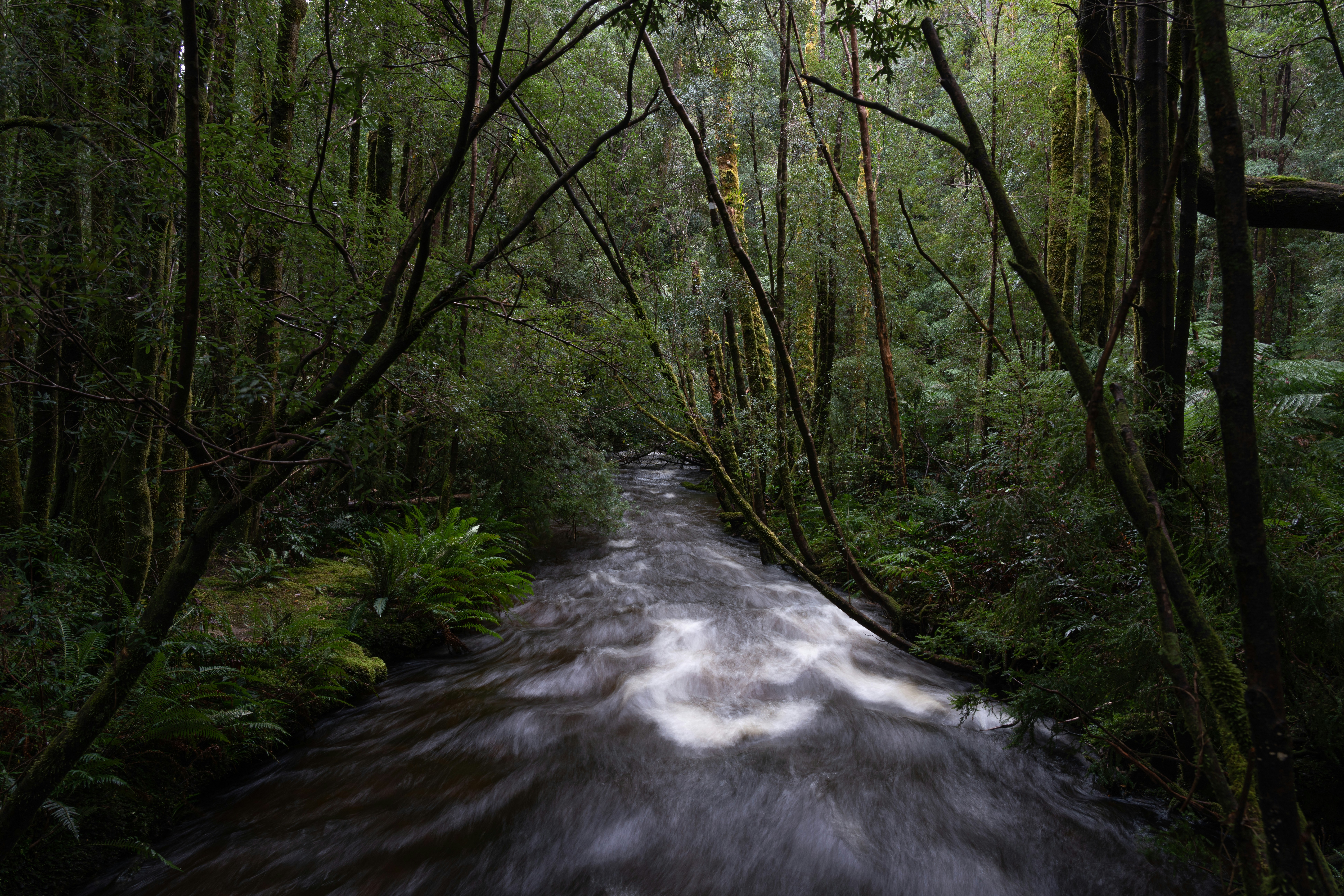 green trees beside river during daytime, A stream running through Tasmanian forest.