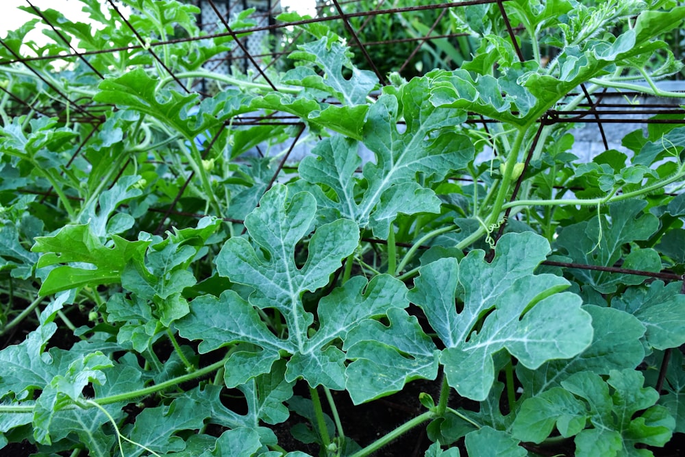 green leaf plant near gray metal fence