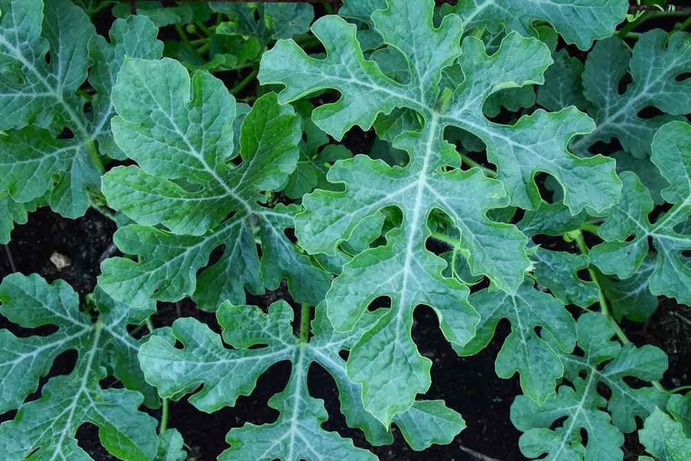 green leaves with water droplets