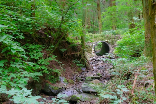 A lush forest setting with abundant greenery, featuring a small stream running over stones. A cylindrical pipe is embedded in a stone structure, allowing the stream to flow through. Tall trees and dense bushes surround the area, creating a serene natural environment.