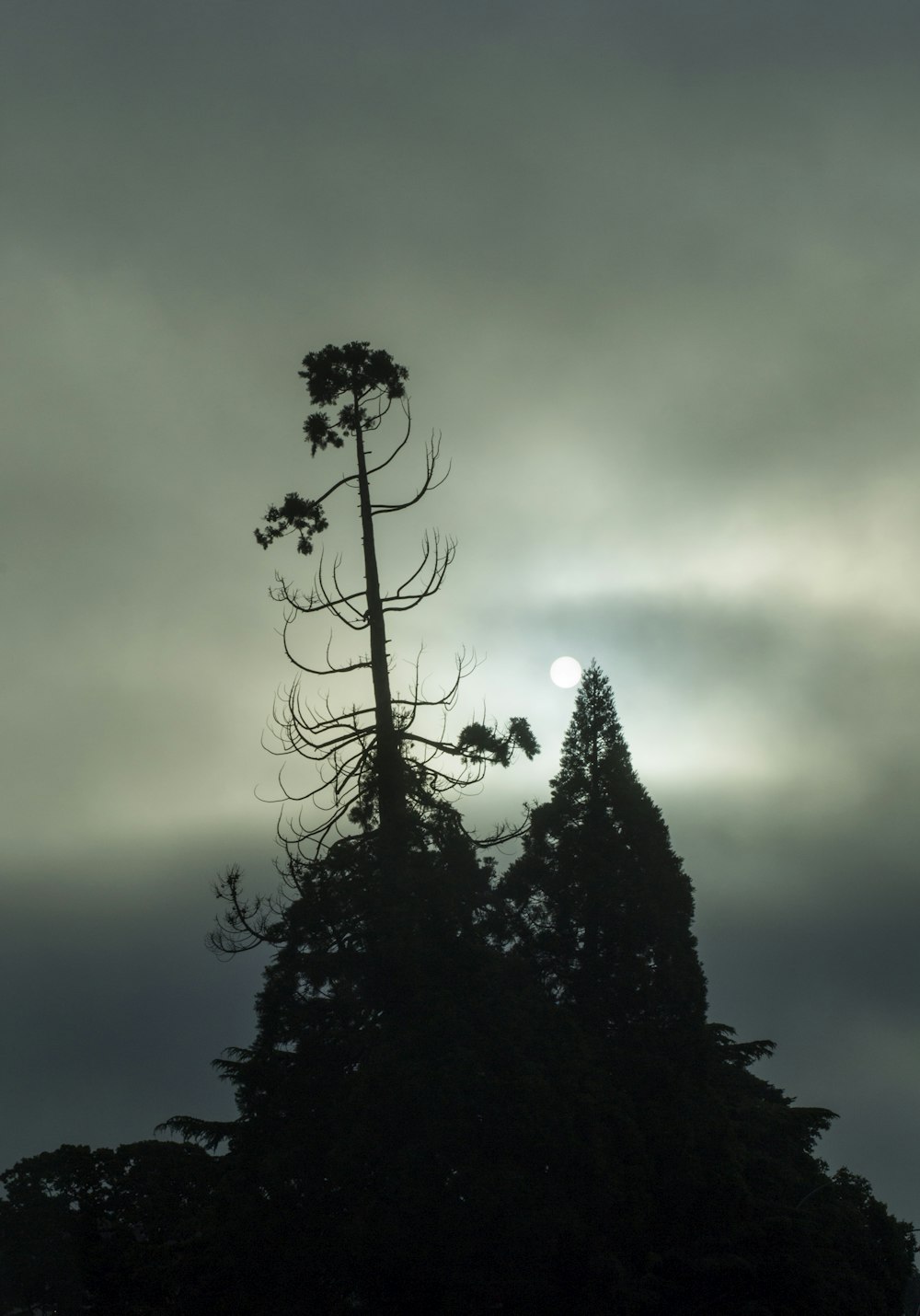 silhueta de árvores sob o céu nublado