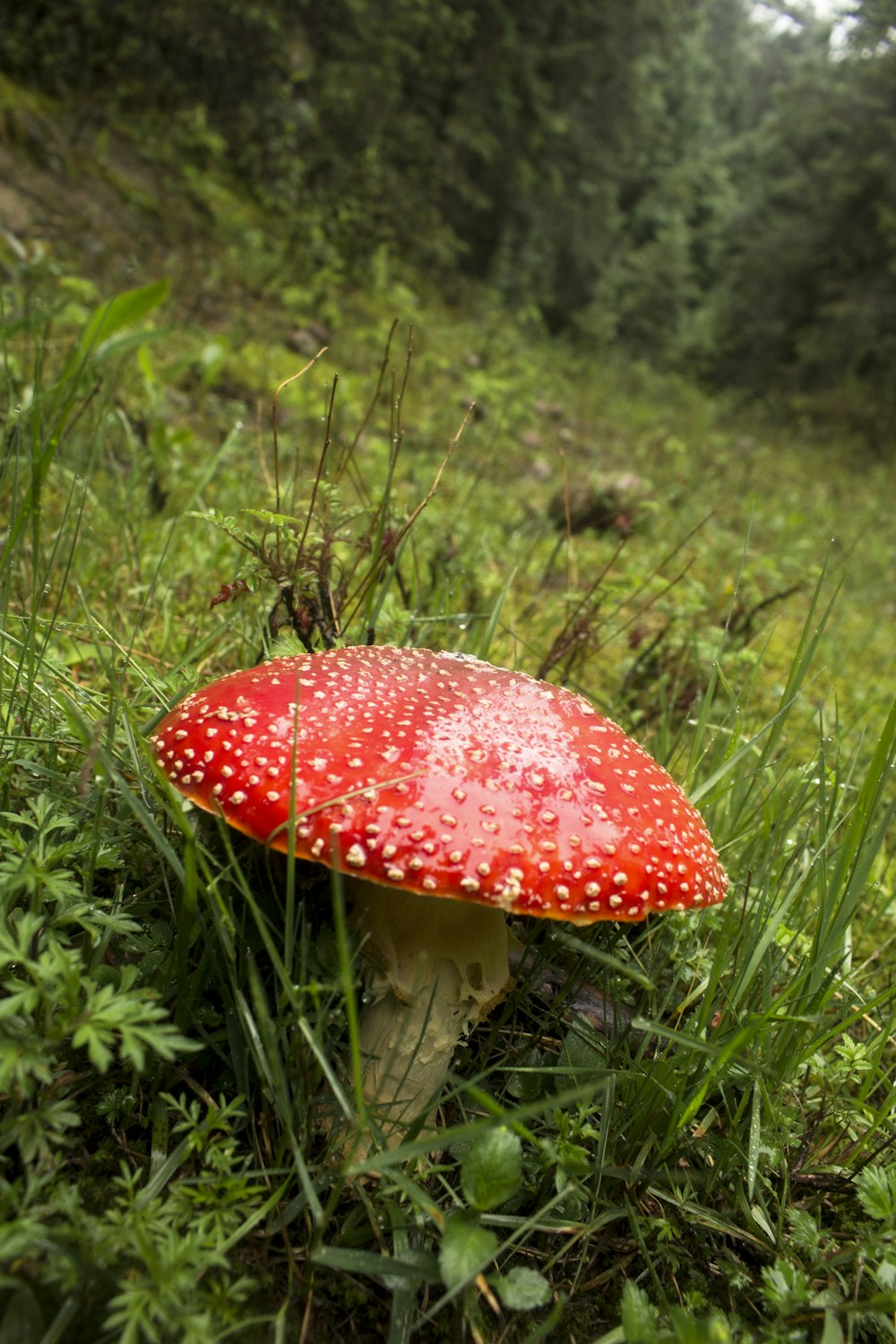 red and white mushroom on green grass