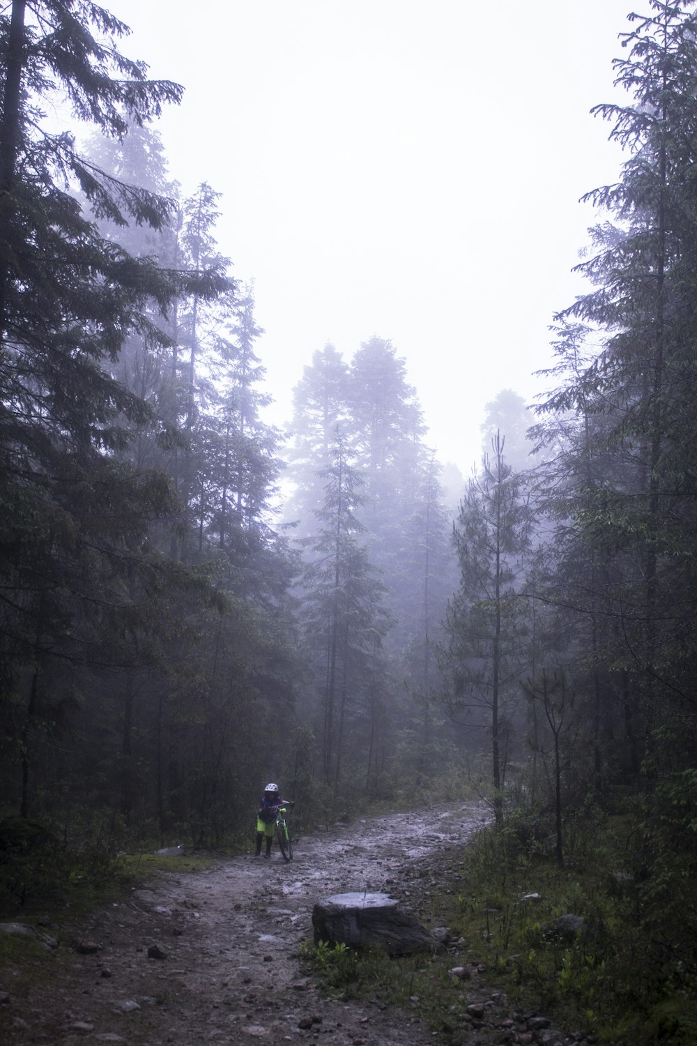 person in green jacket walking on pathway between trees during daytime