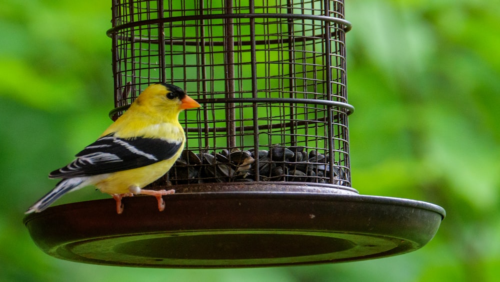 pájaro amarillo y negro en comedero verde para pájaros