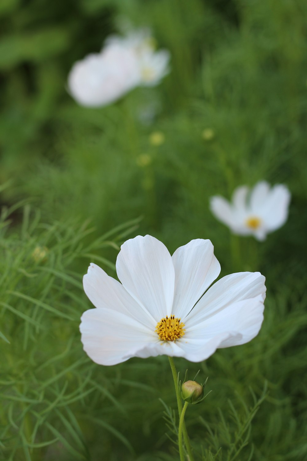 white flower in tilt shift lens