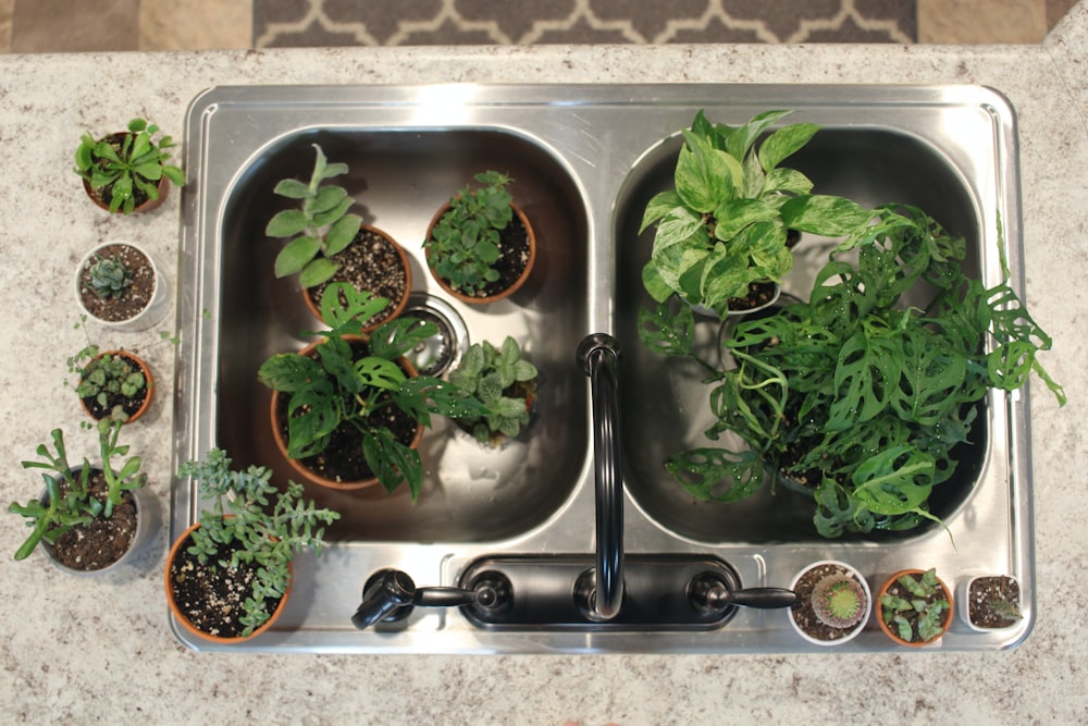 green leafy vegetable on stainless steel tray