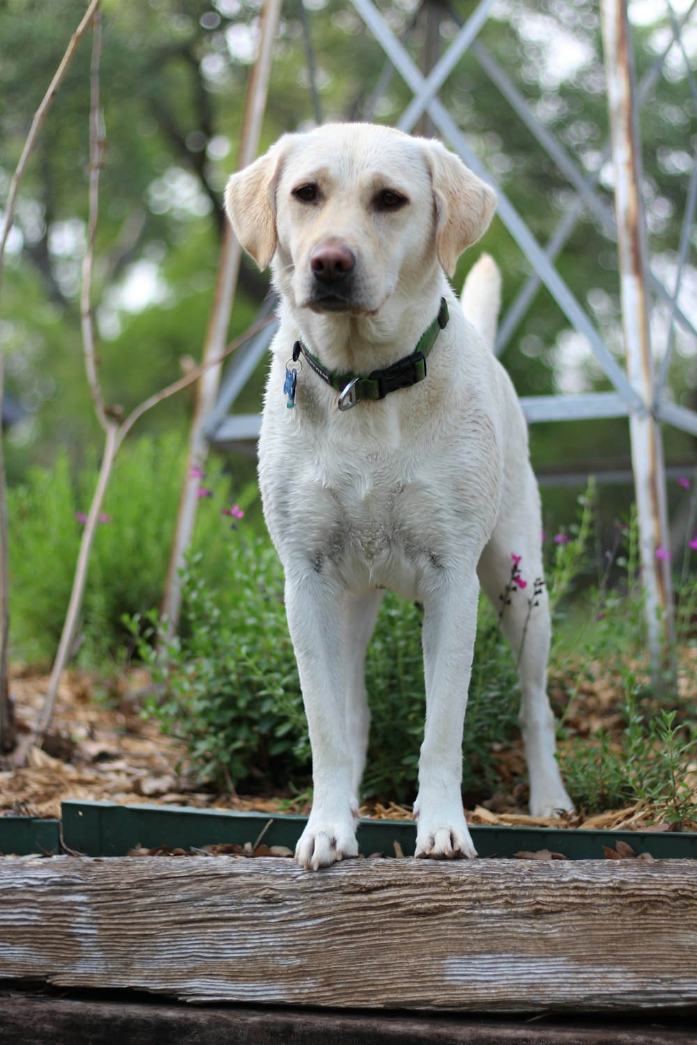 white short coated dog on brown soil