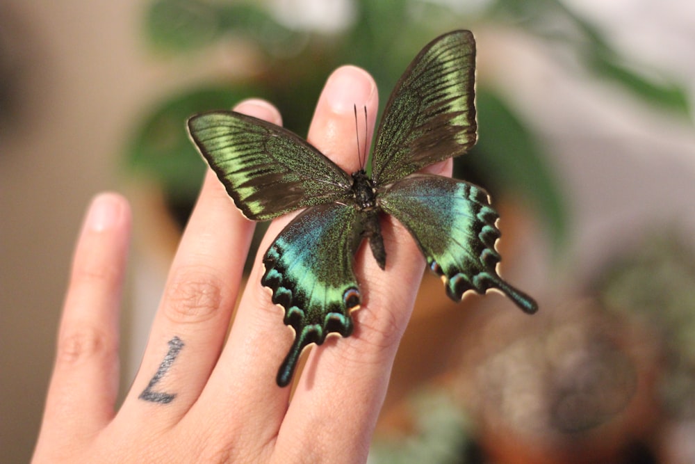 black and green butterfly on human hand